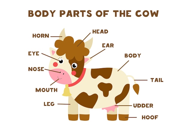 Body parts of the cute cartoon farm cow. Animals anatomy in English for kids. Learning words.