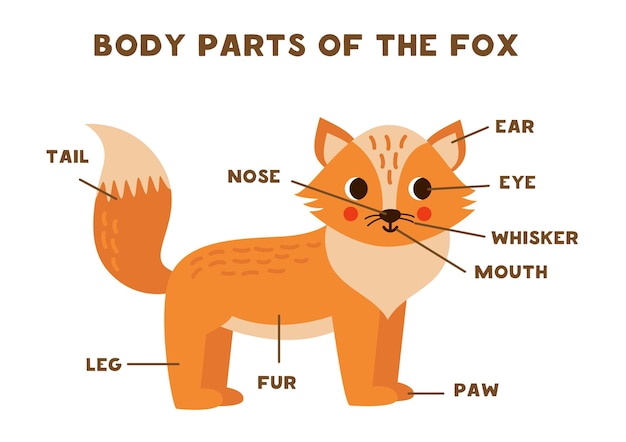 Body parts of the cute fox Scheme for children