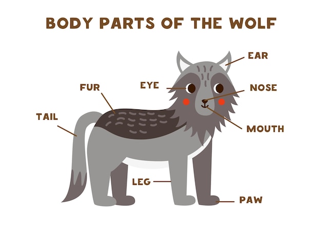 Body parts of the cute wolf Scheme for children