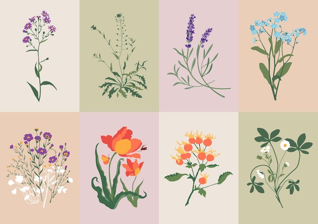 Vector bohemian collection of wildflower and botanical illustrations