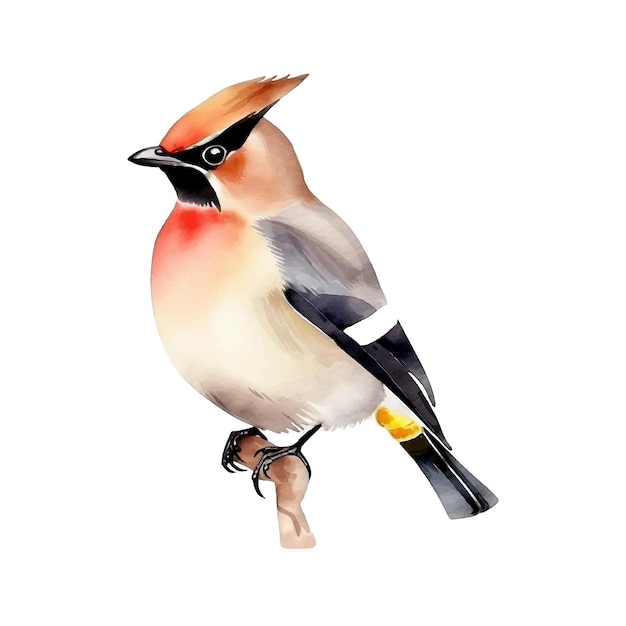 Bohemian Waxwing watercolor paint