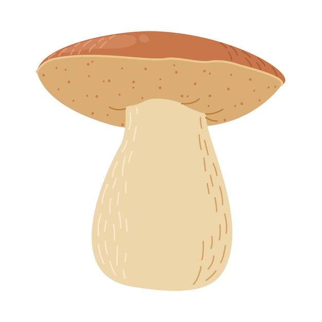 Boletus edulis forest mushroom hand drawn porcini