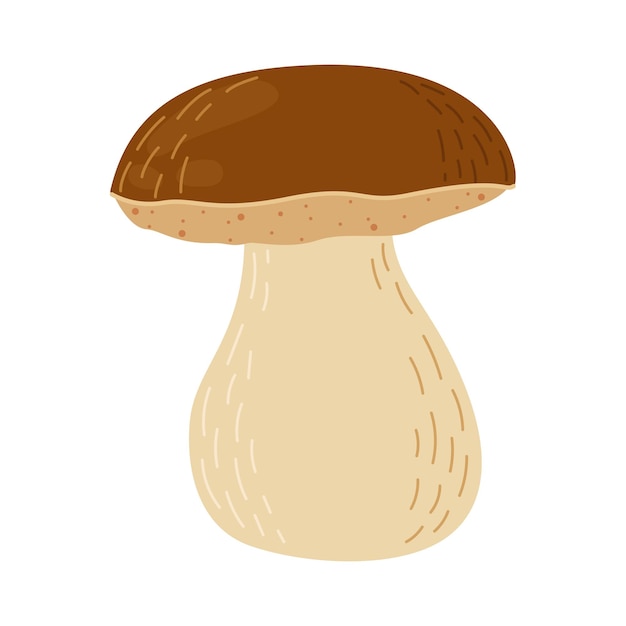 Boletus edulis forest mushroom hand drawn porcini