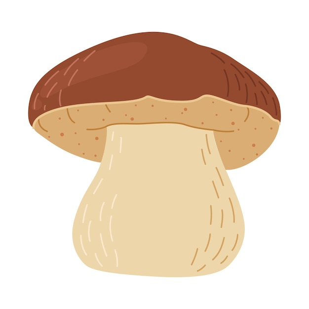 Boletus edulis forest mushroom hand drawn porcini