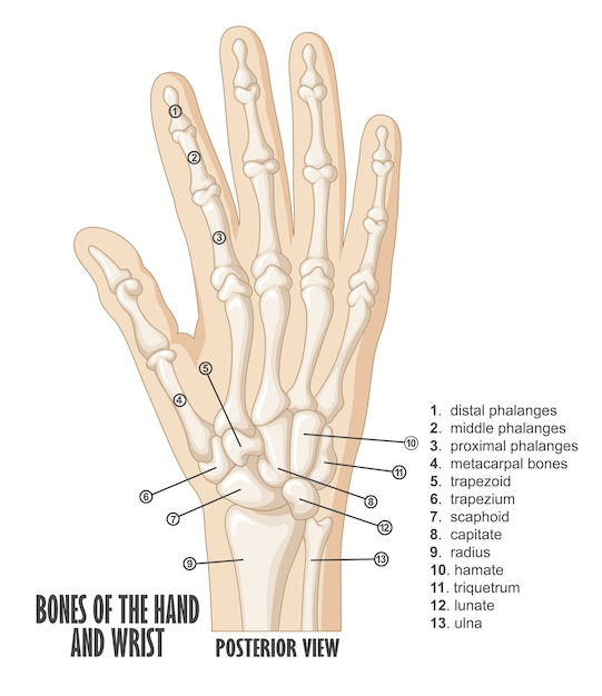 Bones of the hand and wrist anatomy