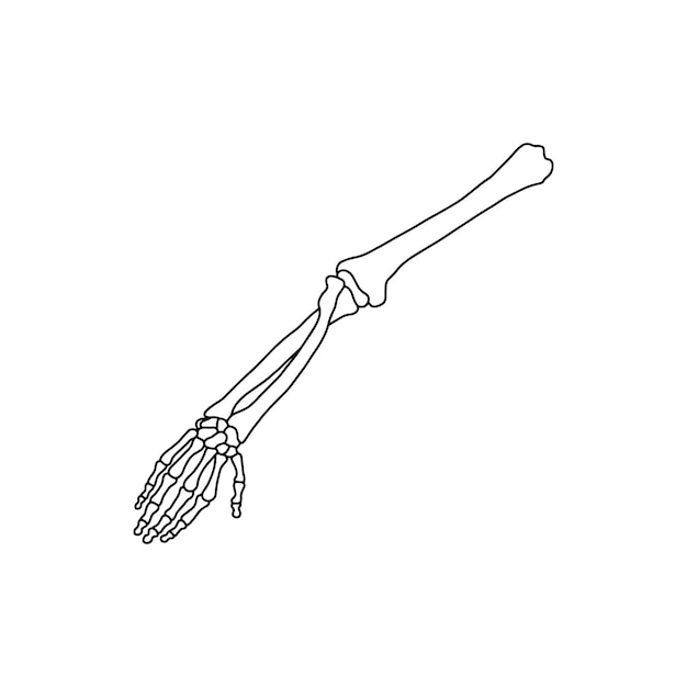 Bones of human hand drawn by lines on white background Vector Stock illustration