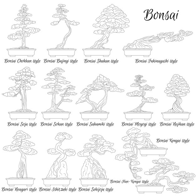 Vector bonsai different styles of miniature trees the art of growing dwarf plants