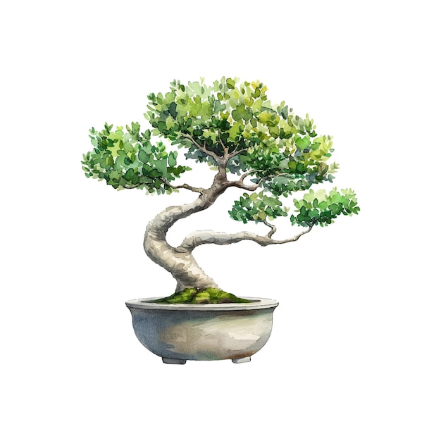 Vector bonsai tree in pot vector illustration in watercolor style