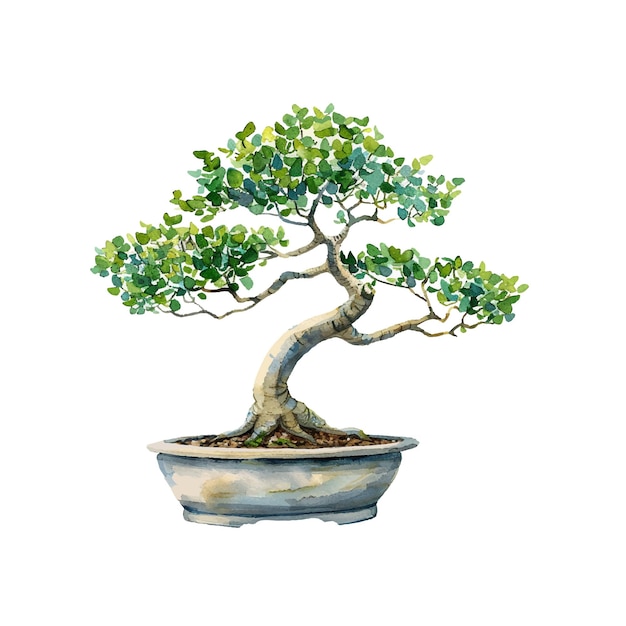 bonsai tree in pot vector illustration in watercolor style