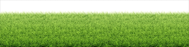 Border from fresh grass field