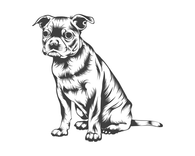 Vector boston terrier breed vector illustration, boston terrier dog vector on white background for t-shirt,