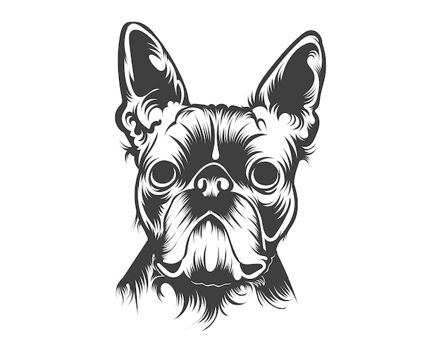 Boston Terrier Breed Vector Illustration, Boston Terrier Dog Vector on White Background for t-shirt,