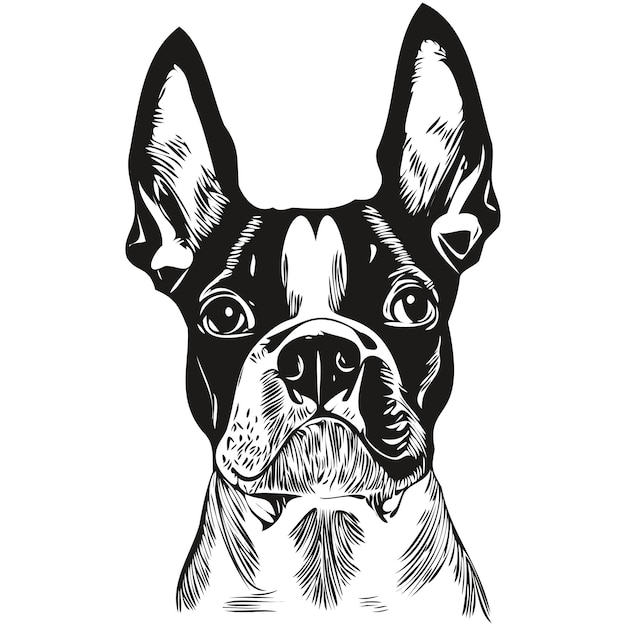 Boston Terrier dog black and white vector logo line art hand drawn vector pets illustration