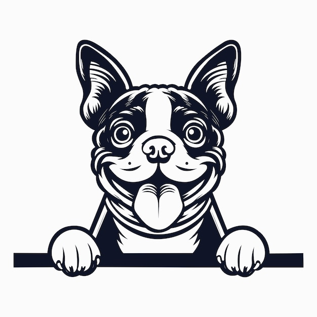 Boston Terrier dog peeking isolated illustration vector