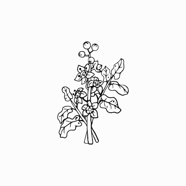 Boswellia flowers and leaves Perfumery cosmetics and medical plant Hand drawn illustration