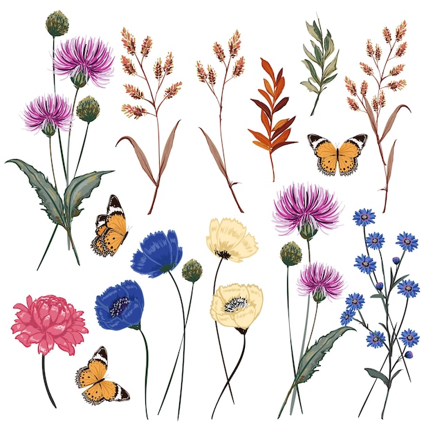 Botanic meadow flower vector illustration 