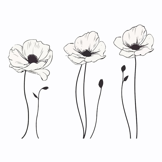 Botanical anemone illustrations in various stances perfect for natureinspired artwork