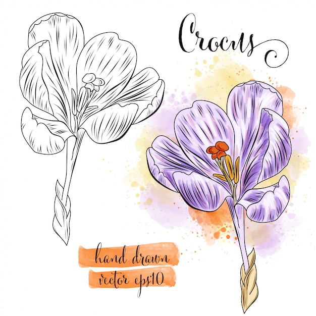 Botanical art watercolor crocus flower