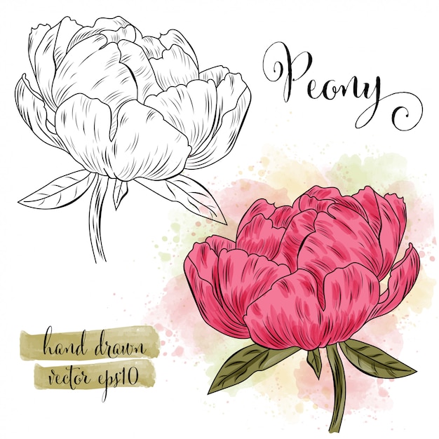 Botanical art watercolor peony flower