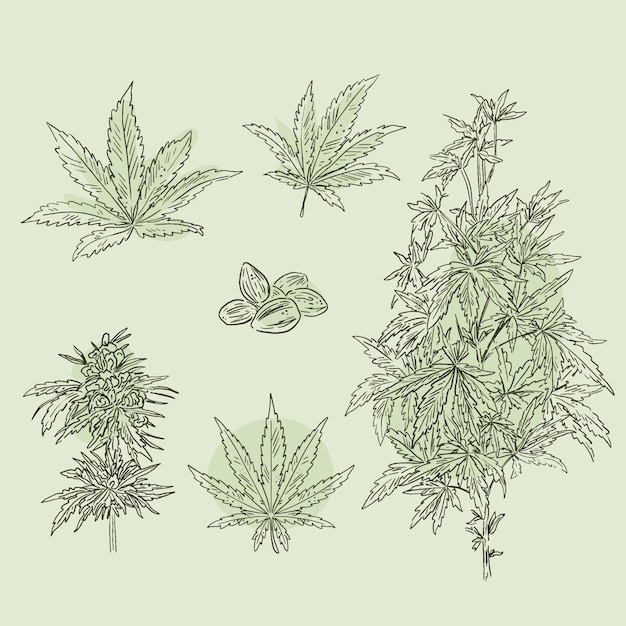 Vector botanical cannabis leaves