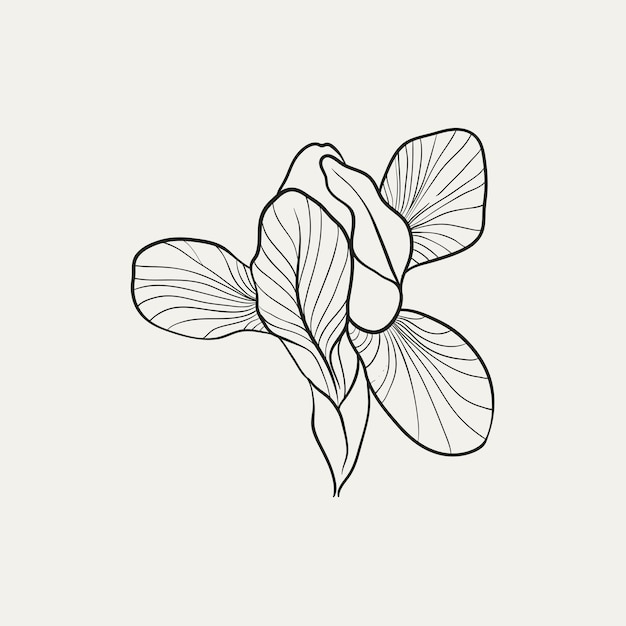 Botanical drawing Minimal plant logo botanical graphic sketch drawing meadow greenery