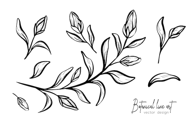 Botanical elegant line art illustration of flower leaves branch