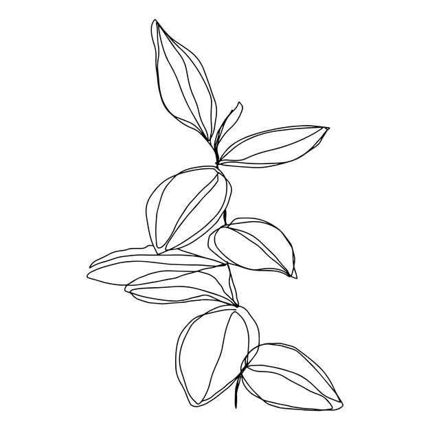 Botanical floristic sketch contour branches with leaves Vector isolated minimalistic branch on a background