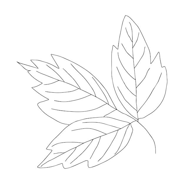 Botanical floristic sketch contour branches with leaves Vector isolated minimalistic branch on a background