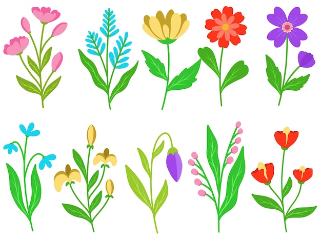 Botanical Flowers Arrangement illustration