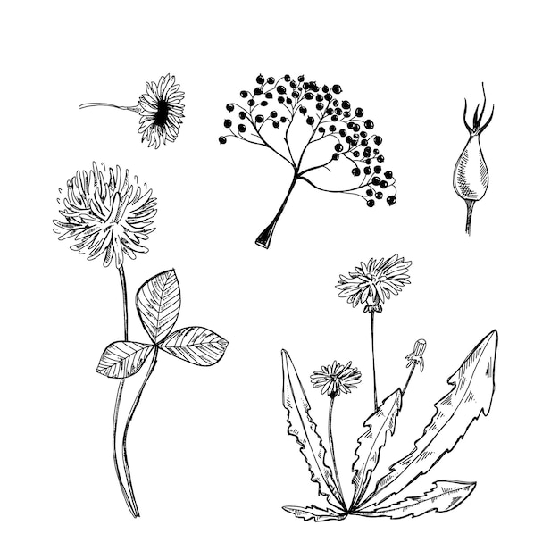 Botanical hand drawn illustration Dandelion vector sketch Doodle Shamrock flower Camellia flower graphic Rose hip ink