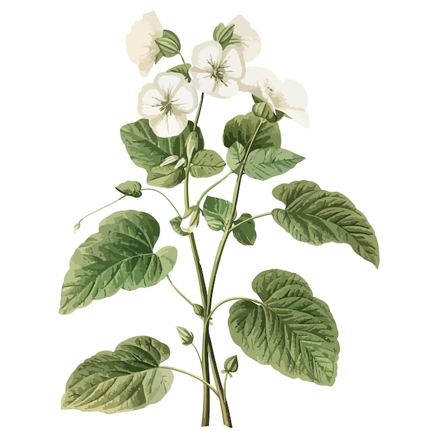 Vector botanical illustration of white flowers