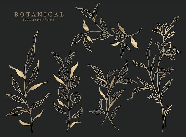 Botanical Illustrations Leaf Flower Gold Line Art