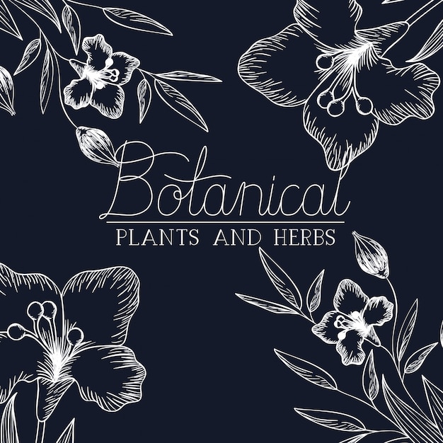 Botanical label with plants and herbs