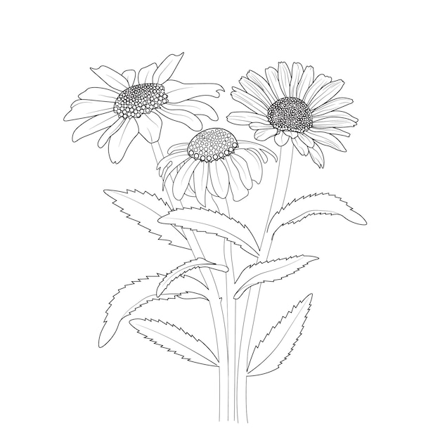 botanical leaf buds hand drawn daisy flower pencil art coloring page and book for adult or children