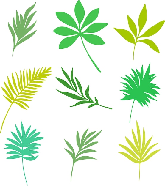 Botanical leaf illustrations