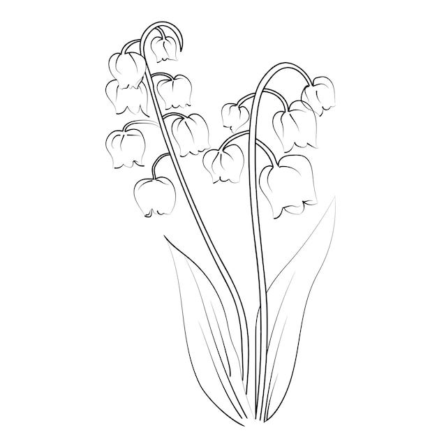 botanical Lily of the Valley drawing white Lily of the Valley drawing