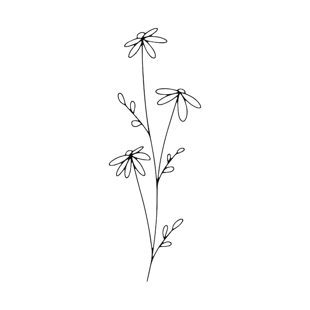 Botanical line art floral leaves plant Hand drawn sketch branch isolated on white background