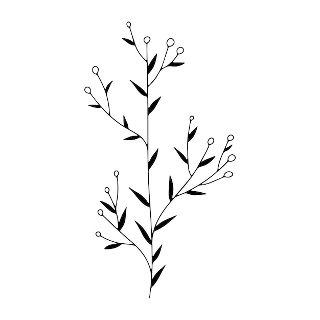 Botanical line art floral leaves plant Hand drawn sketch branch isolated on white background