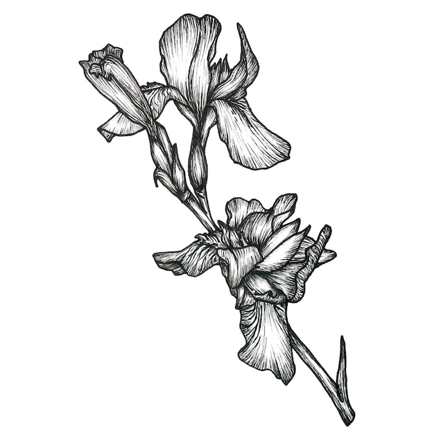 Botanical line flower Iris illustration Hand drawn irises graphics monochrome black ink sketch for wall art card tattoo logo