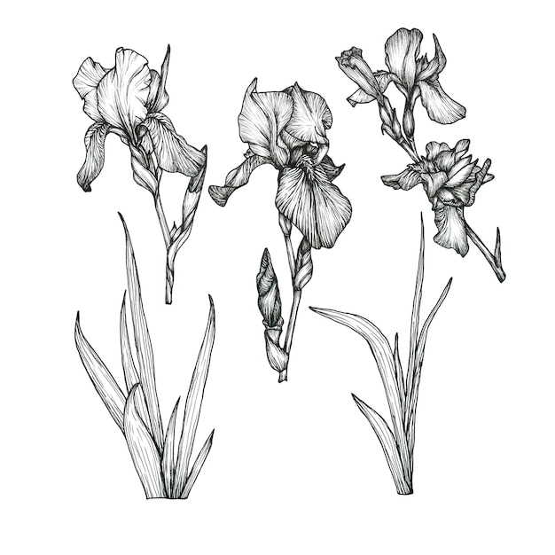 Botanical line flower Iris illustration Hand drawn irises graphics monochrome black ink sketch for wall art card tattoo logo