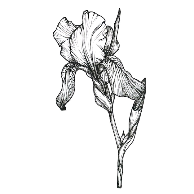 Botanical line flower Iris illustration Hand drawn irises graphics monochrome black ink sketch for wall art card tattoo logo