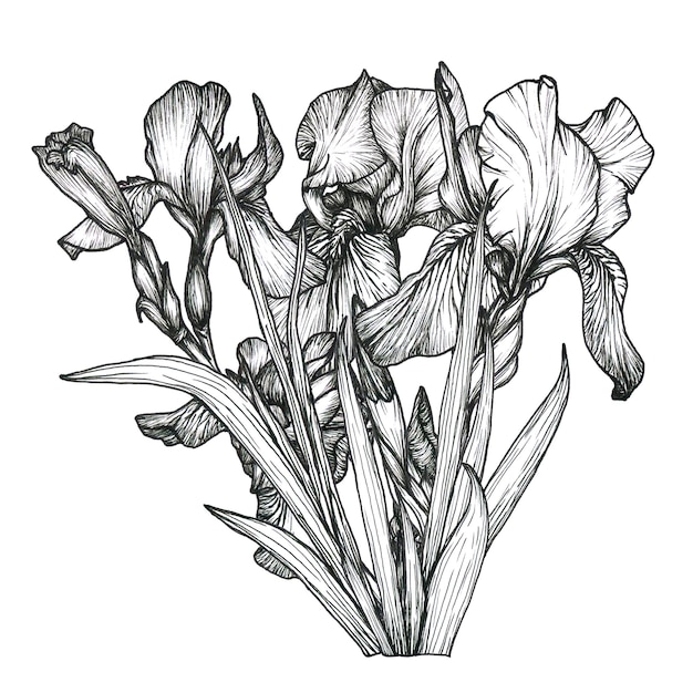 Botanical line flower Iris illustration Hand drawn irises graphics monochrome black ink sketch for wall art card tattoo logo