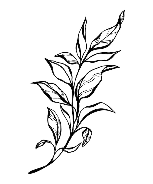 Botanical line illustration of a leaves branch for wedding invitation and cards logo design web