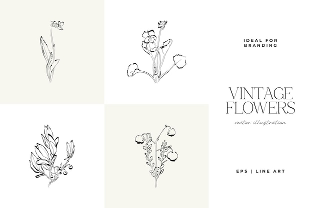 Botanical Minimal plant flower hand drawn sketch drawing vector illustration