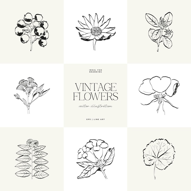 Vector botanical minimal plant flower hand drawn sketch drawing vector illustration