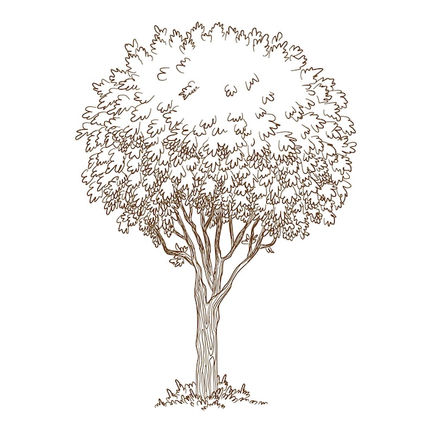 Botanical old tree icon. Hand drawn and outline illustration of botanical old tree vector icon for web design