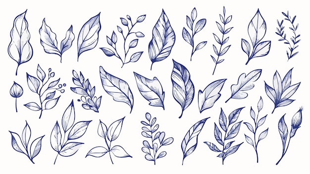 Vector botanical outlines leaves twigs herbs on backgrounds