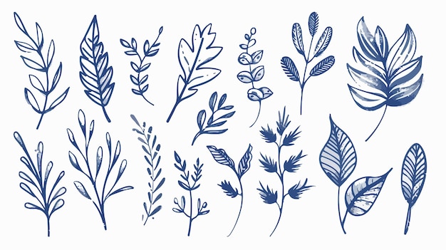 Vector botanical outlines leaves twigs herbs on backgrounds