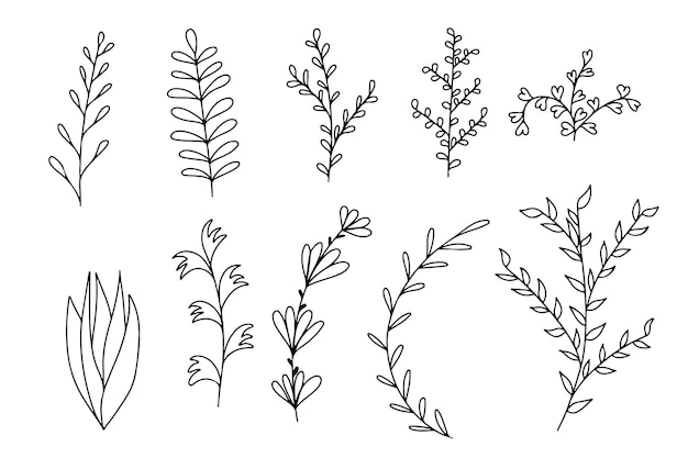 Botanical plants in hand drawn doodle style. Collection of different twigs with leaves