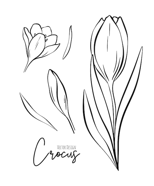 Botanical set line illustration of crocus flowers